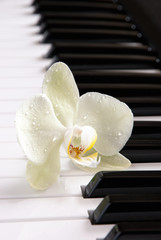 white orchid and piano