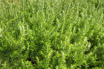 Rosmarin (Rosmarinus officinalis)