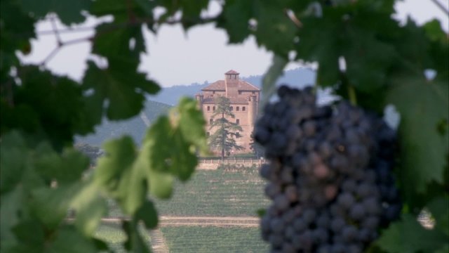 grandi uve, barolo