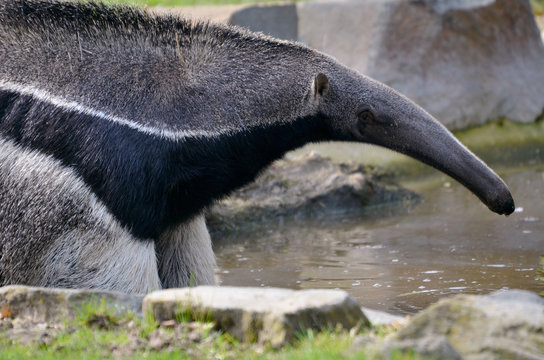 Portrait de profil d'un fourmilier dans l'eau