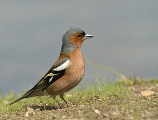 Chaffinch