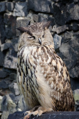 owl