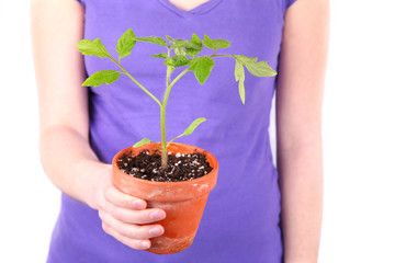 Tomato Plant