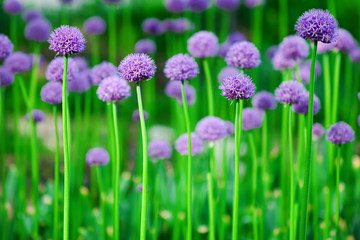a lot of violet flowering plants with long stems