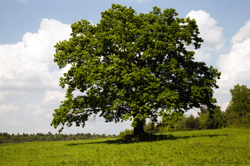 Fototapeta na wymiar The tree growing in the field near to wood (late spring)