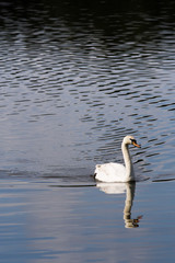 Pretty white swan swimming on the lake