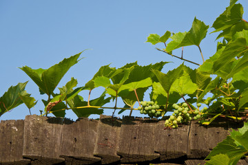 Green grapes on the fence