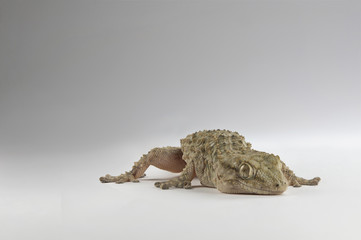 Lizard