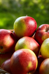Apples in the Basket.