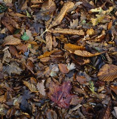Autumn Leaves