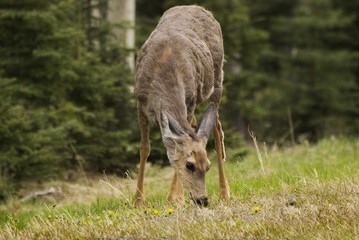 mule deer (odocoileus hemionus) grazing; Kananaskis, AB, Canada
