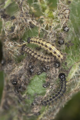 Small tortoiseshell larva feeding on nettle