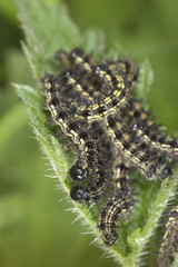 Small tortoiseshell larva feeding on nettle
