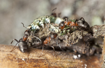 Horse ants pulling dead larva, macro photo