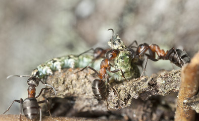 Ants pulling dead moth larva, macro photo