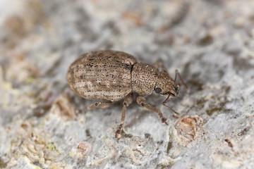 Small weevil, extreme close up with high magnification
