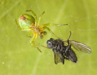 Cucumber spider with caught fly