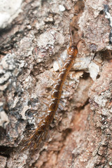 Centipede hunting on tree, macro photo