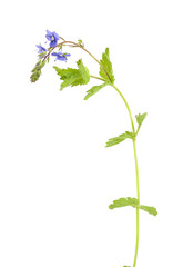 Germander speedwell, veronica chamaedrys