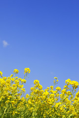 菜の花