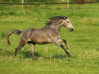 Obraz premium galoppierendes Pferd