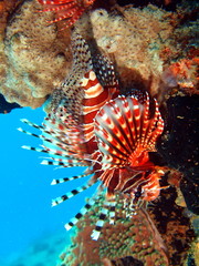 Scorpionfish, Vietnam, Nha Trang