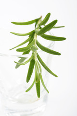 Fresh rosemary on white