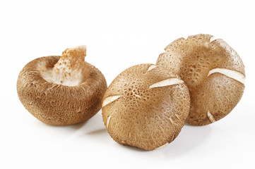 shiitake on white background