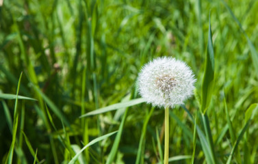 White dandelion against a green grass (spring)