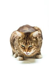 sitzende gestreifte Katze freigestellt vor weissem Hintergrund