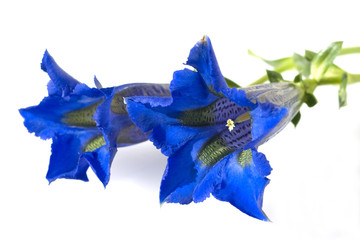 Enzian; Gentiana acaulis