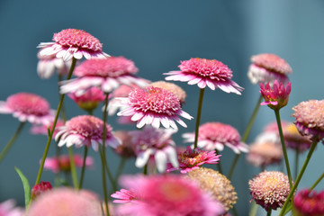 Variété de fleurs roses - Pink Echinacea