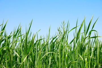 Green grass on the sky background