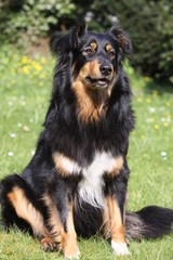 Schwarz-brauner Mischlingshund