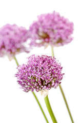 Fototapeta premium beautiful flowers
