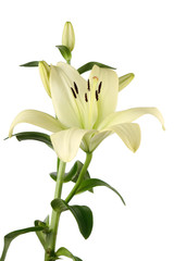 lilienbl&uuml;te
