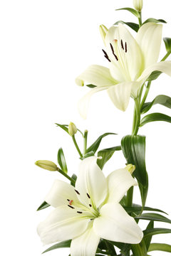 lilien