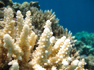 Soft Corals in Clear Blue Water