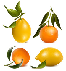 Vector tangerines and lemons with leaves.