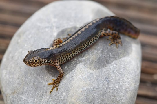 Bergmolch (Ichthyosaura alpestris) auf einem Stein
