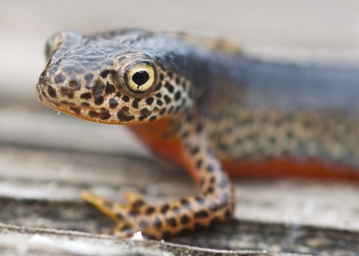 Bergmolch (Ichthyosaura alpestris). M&auml;nnchen.