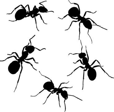 five isolated ant silhouettes