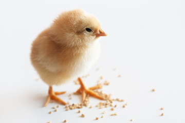 Little yellow chick eats millet