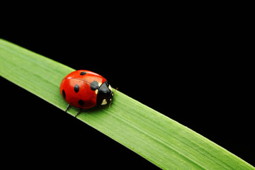 ladybug on grass