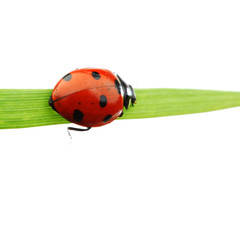 ladybug on grass
