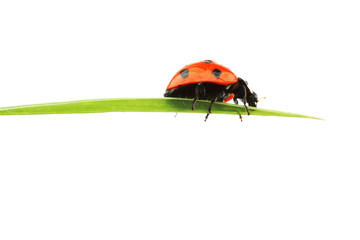 ladybug on grass