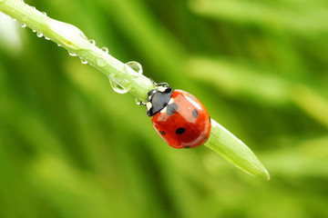 ladybug on grass © yellowj