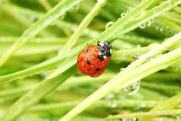 ladybug on grass