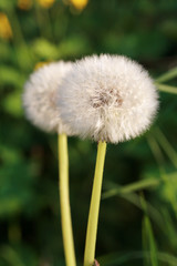 Dandelions