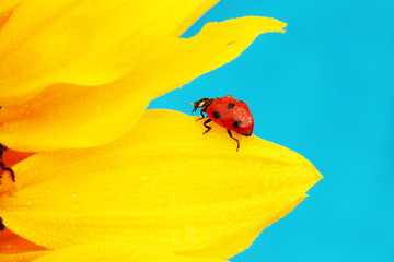 ladybug on sunflower